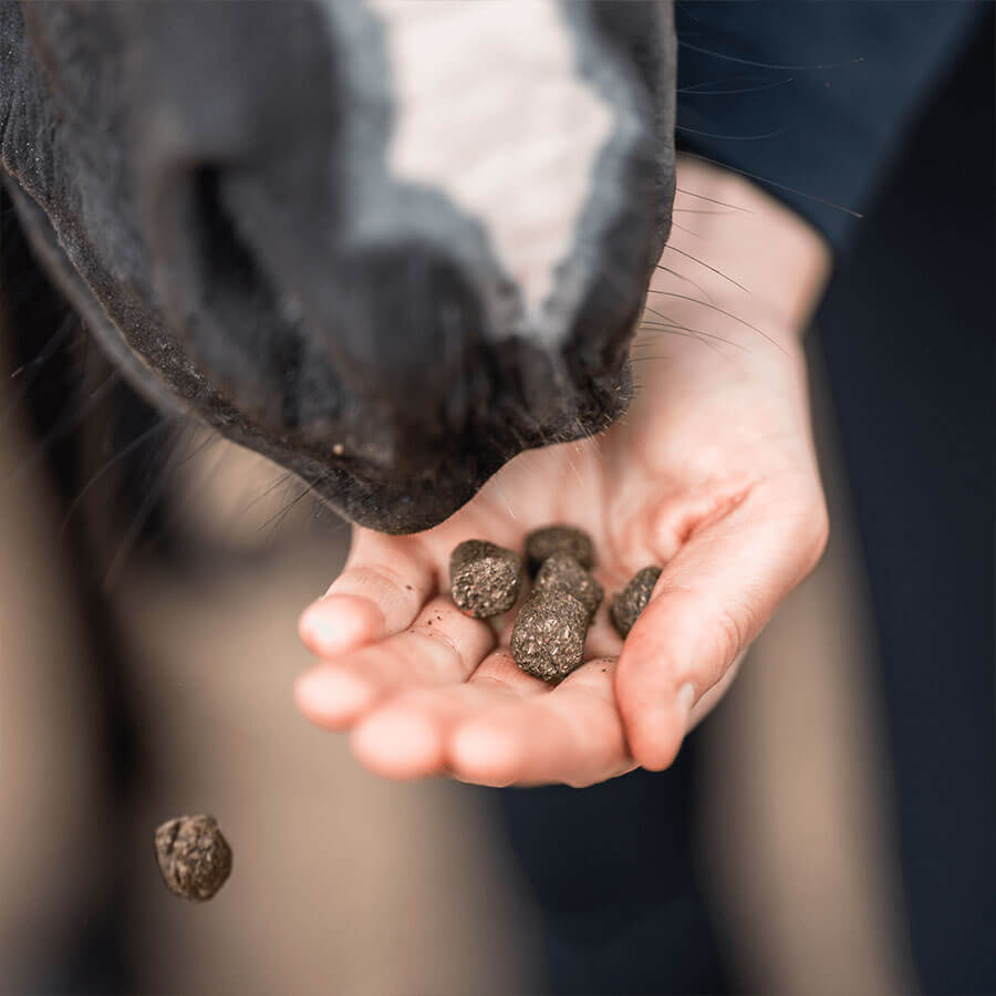 GOLDPFERD Leckercracker werden einem Pferd aus der Hand gefüttert
