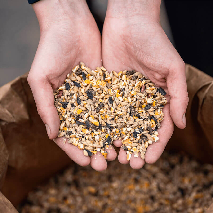 Hände halten eine Portion GOLDPFERD Powermüsli P13 über einem offenen Futtersack